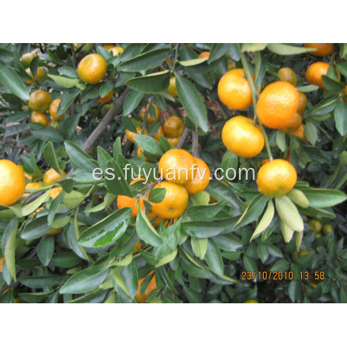 Mandarina del bebé de la caja plástica 9kg